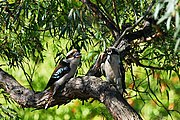 Kookaburras with lizard prey