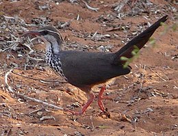 Sarlóscsőrű lábasguvat (Monias benschi)