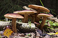   Birch Knight (Tricholoma fulvum)