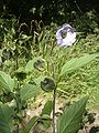 Nicandra physaloides