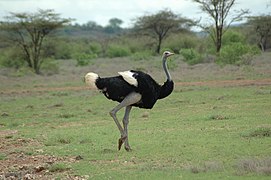 ソマリダチョウ(S. molybdophanes)は亜種ではなく別種。