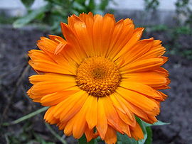 Calendula officinalis