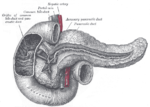 Thumbnail for Pancreatic duct