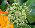 Calendula officinalis, semjenjowy stołk.