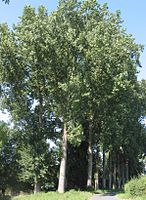 Populus ×canadensis