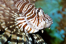 Scorpaenidae: Pterois antennata