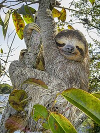 (Bradypus variegatus, düütsk Bruunkääle-Fuuldiert)