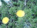 Calendula suffruticosa.