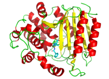 3D cartoon diagram of transpeptidase bound to penicillin G depicted as sticks