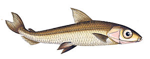 Argentina sphyraena