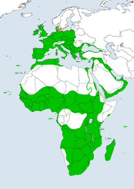 Distribución global de Tyto alba sensu lato