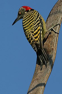 Hispaniolaspett Melanerpes striatus Foto: Wolfgang Wander