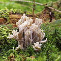   Wrinkled Coral Fungus (Clavulina rugosa)