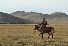 Un vieux cavalier sur un petit cheval roux et tenant une perch-lasso dans ses mains.