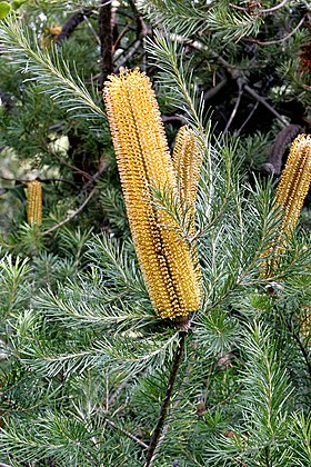 Banksia ericifolia