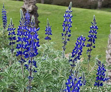 Lupinus pilosus