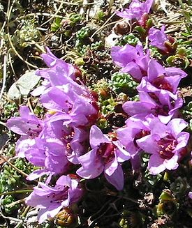 Камнеломка супротивнолистная (Saxifraga oppositifolia)