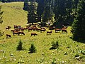 Troupeau de vaches d'alpage broutant les pâturages.