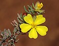 Thumbnail for Hibbertia glomerata