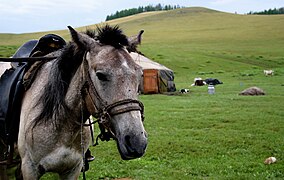 Tête d'un cheval en gros plan devant une yourte.