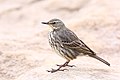 Anthus petrosus