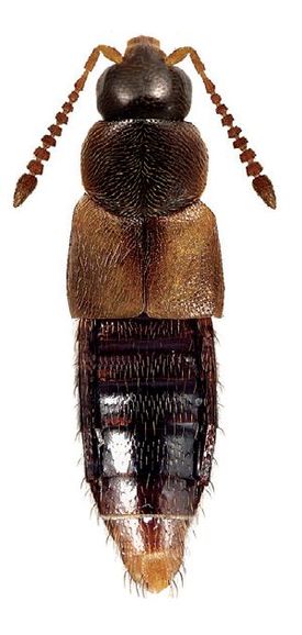 Aleocharinae