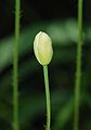 Opium poppy bud (part 1 of 3-part set)