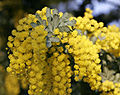 Acacia baileyana (wattle)