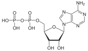 Adenozin-difosfat (ADP)