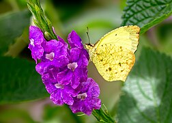 Eurema mexicana