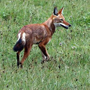 Loup d'Abyssinie (Canis simensis).