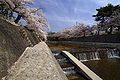 夙川公園の桜