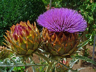 Inflorescence de cardon (Cynara cardunculus). (définition réelle 2 304 × 1 728)