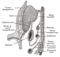 Thumbnail for Pancreatic bud