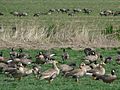 Baskett Slough National Wildlife Refuge (with Canada Geese (Branta canadensis))