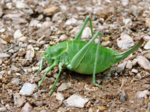 Polysarcus denticauda – Weibchen