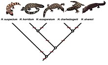 Evolutionary splitting of the genus Heloderma into species