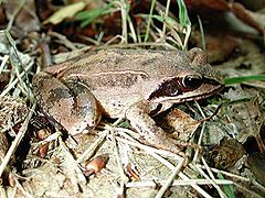 Grenouille rousse (Rana temporaria)