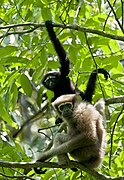 Black gibbon and brown gibbon