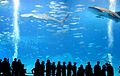 Squalo balena (Rhincodon typus) nell'acquario di Okinawa. Esempio di specie ovovivipara.