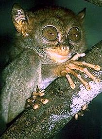 Filipinski tarsius (Tarsius syrichta)