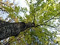 Canopy in autumn, Jevremonac