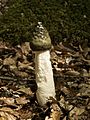 Common Stinkhorn (Phallus impudicus)