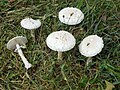 Amanita vittadinii