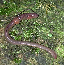 Kasteliero (Lumbricus terrestris)