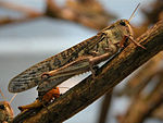 Locusta migratoria