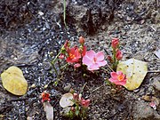 Hibiscus rhodanthus, Chipata - Zambia