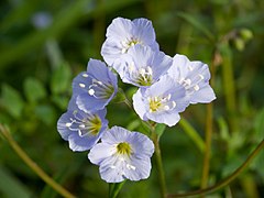 Polemonium reptans 2009