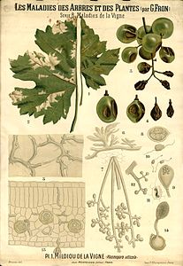 Erysiphe necator op druif. 1 en 2 = aangetast blad, 3 en 4 = aangetaste druiven, 5 = hyfen, 6 = haustoria, 7 = conidiofoor met conidiosporen uit huidmondje, 8 = cleistothecium, 9 = conidium, 10 = kiemende ascosporen, 13 = cleistothecia, 14 = gekiemd conidium, 11 = huidmondje, 12 = zijtak conidiofoor met conidiosporen.