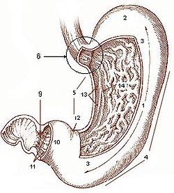 Mədənin quruluşu: 1. Mədə cisimi 2. Mədə dibi 3. Ön divar 4. Böyük əyrilik 5. Kiçik əyrilik 6. Kardial ya girəcək hissə 9. Mədə çıxacağı qapağı 10. Çıxacaq hissə 11. Çıxacaq mağarası 12. Bucaq oyması 13. Mədə yolu 14. Büküşlər